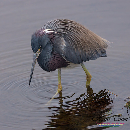 Tricoloured Heron 41