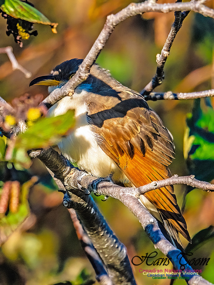 Yellow-billed Cuckoo 110