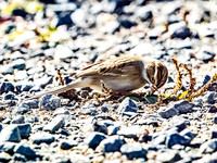 Clay-coloured Sparrow