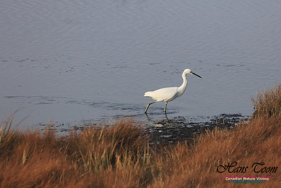 Snowy Egret 1003