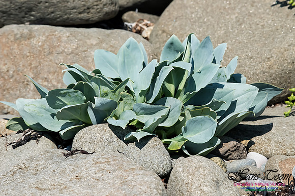 Shoreline Succulent