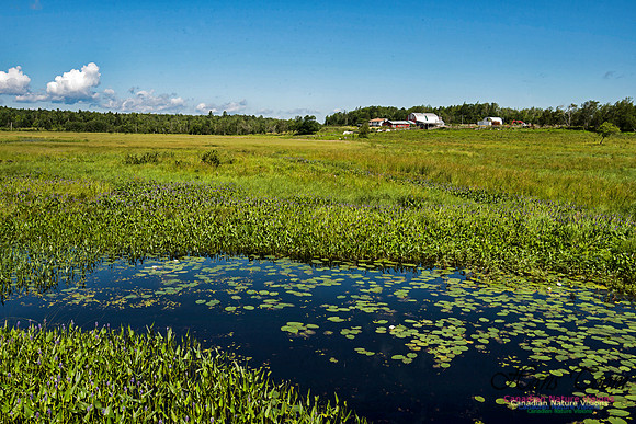 Pickerel Weed
