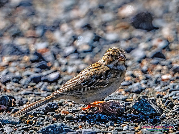 Swamp Sparrow 508