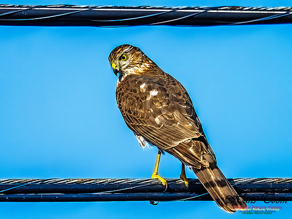 Sharp-shinned Hawk 103