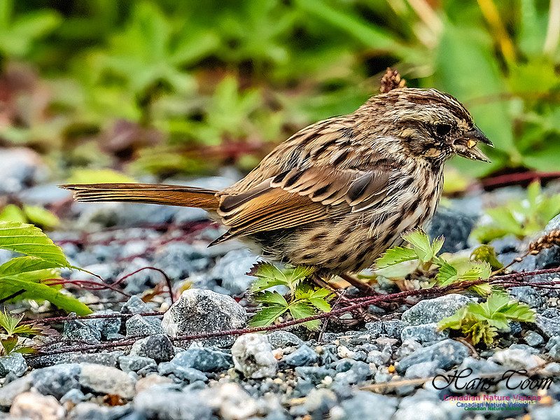 Song Sparrow 103