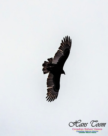 Turkey Vulture 107