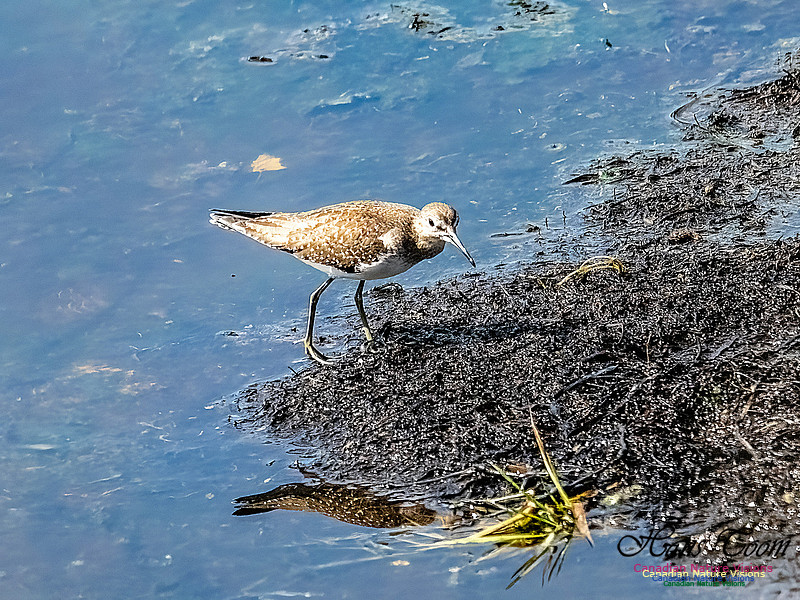 Solitary Sandpiper 701