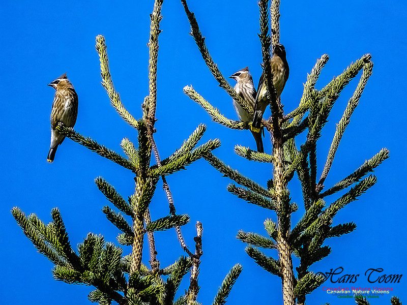 Cedar Waxwing 400