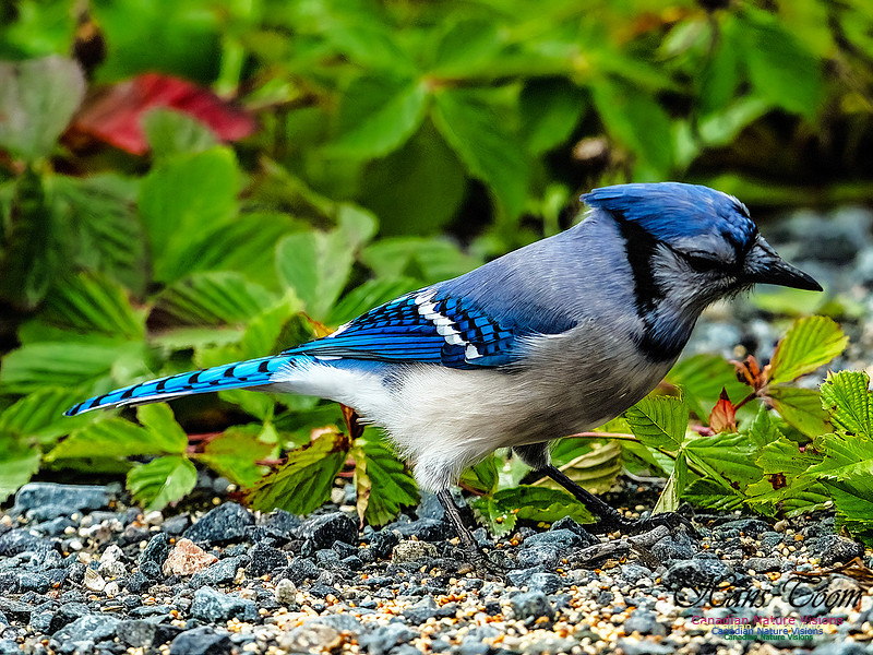 Bluejay 101