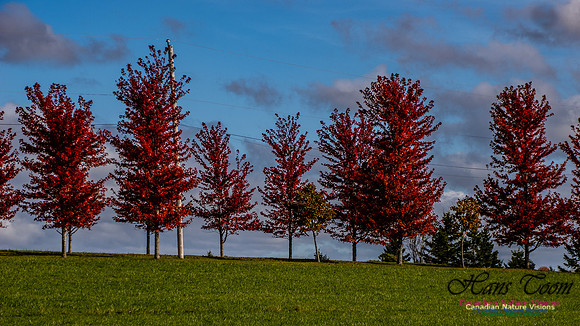 Nova Scotia in Fall 257