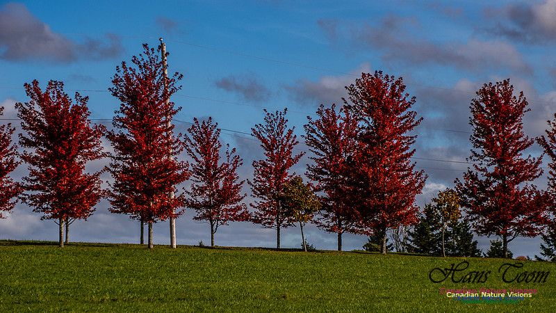 Nova Scotia in Fall 257