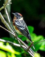 Bay-breasted Warbler