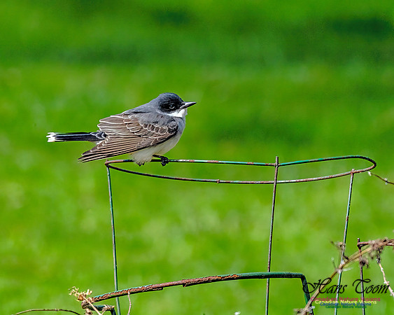 Eastern Kingbird 109