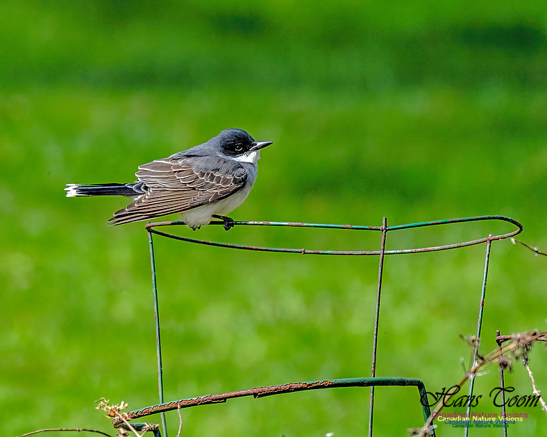 Eastern Kingbird 109