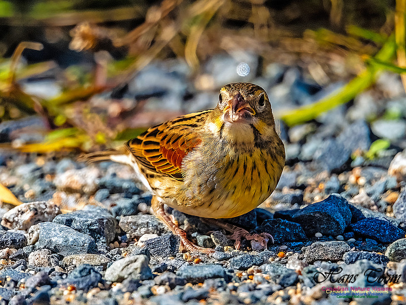 Dickcissel 105