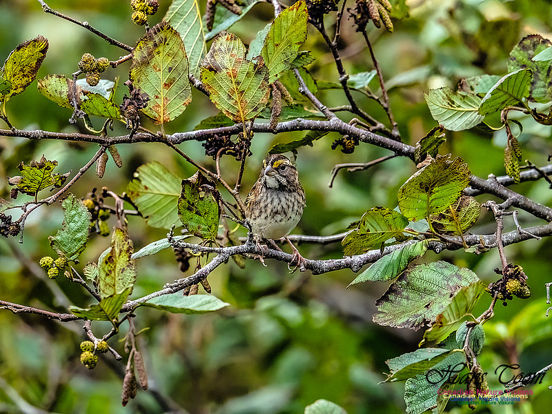 White-throated Sparrow 103