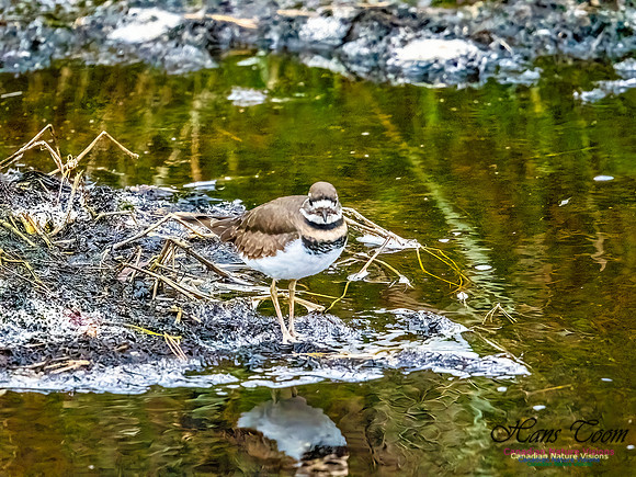Killdeer 103