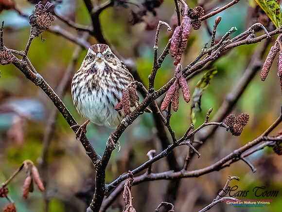 Song Sparrow 351