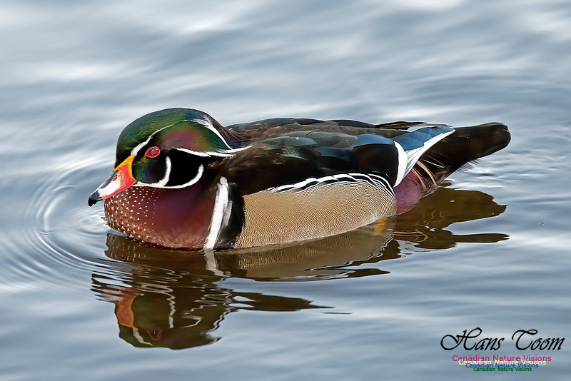 Wood Duck