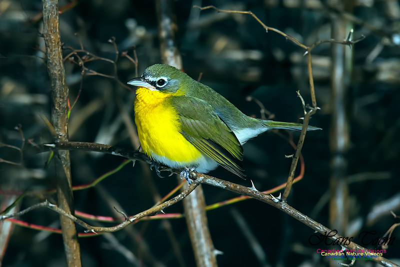 Yellow-breasted Chat