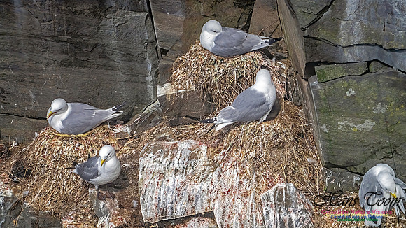 Cape St. Mary's 110