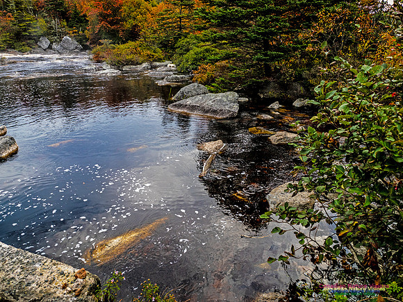 Nova Scotia in Fall 115