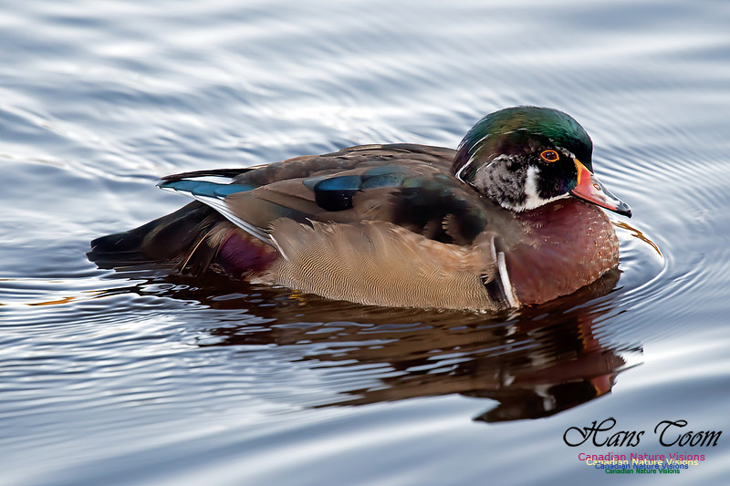 Wood Duck