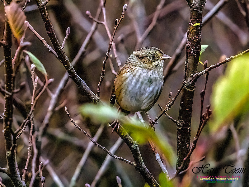 Clay-coloured Sparrow 353