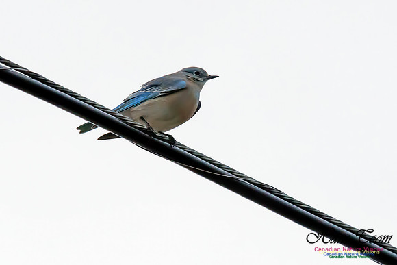 Mountain Bluebird