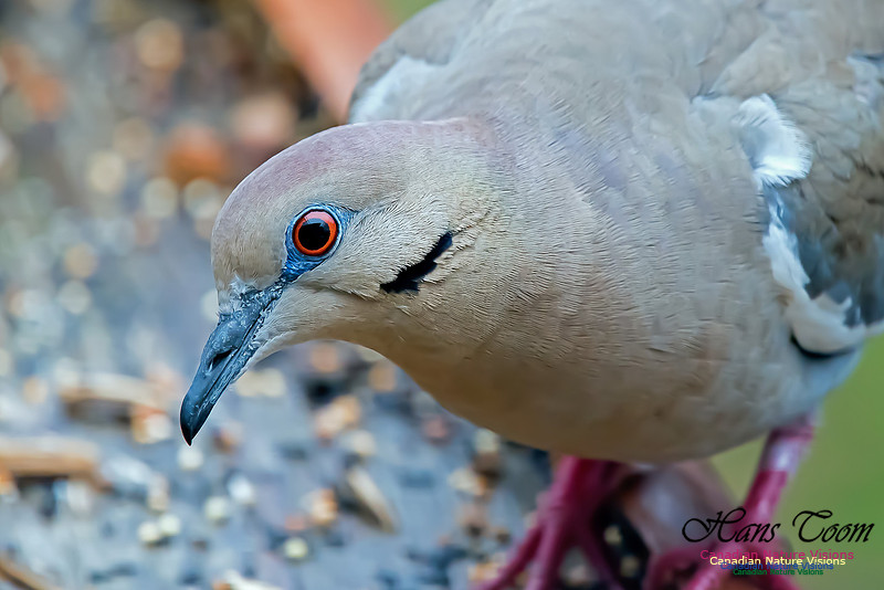 White-winged Dove