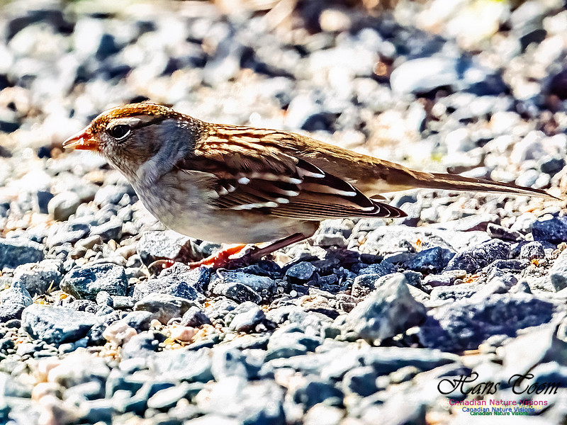 White-crowned Sparrow 104