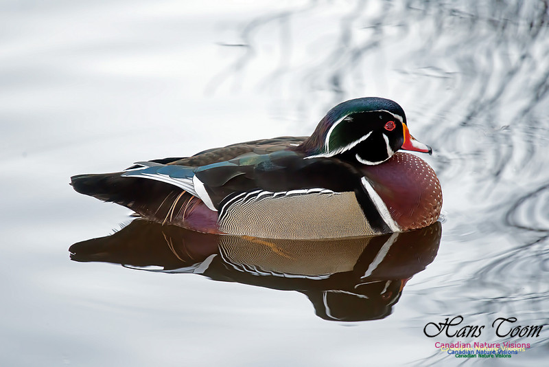 Wood Duck