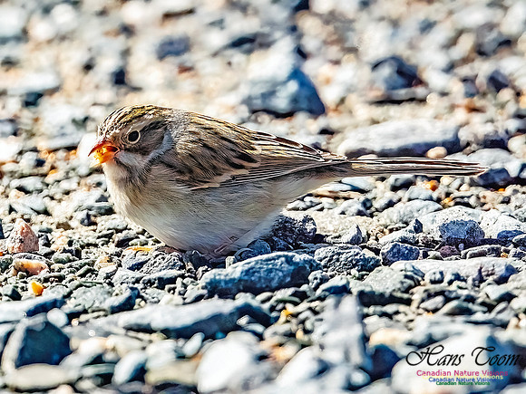Clay-coloured Sparrow 108