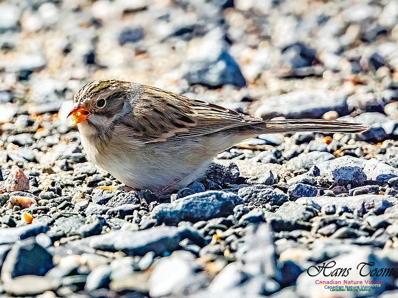 Clay-coloured Sparrow 108