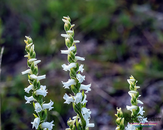 Yellow Lady's Tresses Orchid 305