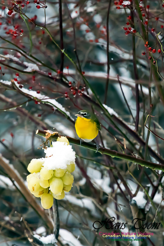 Yellow-breasted Chat
