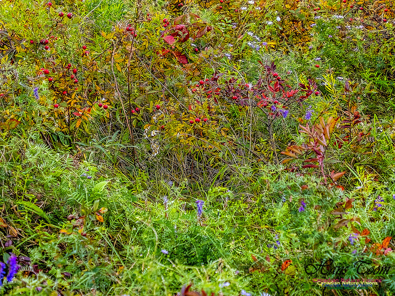 Nova Scotia in Fall 101