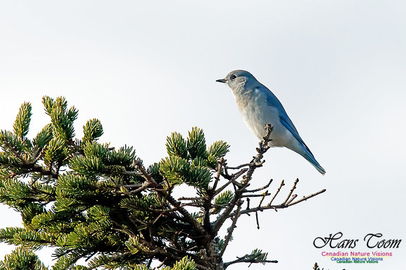 Mountain Bluebird