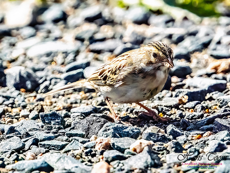 Clay-coloured Sparrow 103