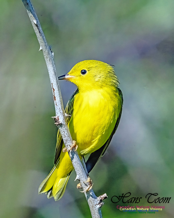 Yellow Warbler 102