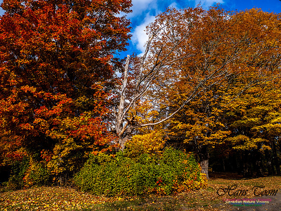 Nova Scotia in Fall 223
