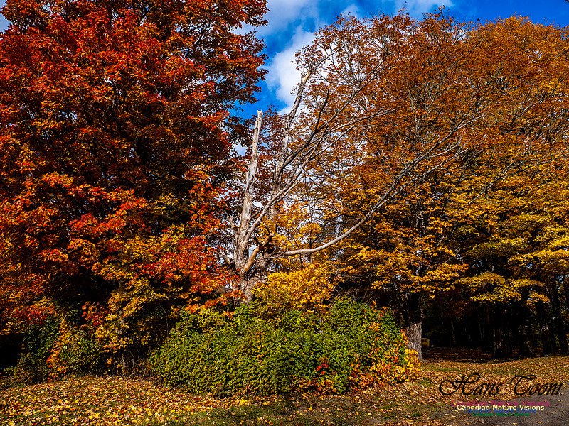 Nova Scotia in Fall 223