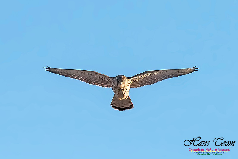 Eurasian Kestrel