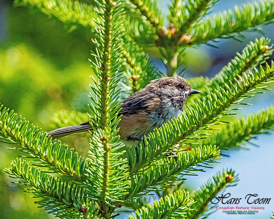 Boreal Chickadee 252