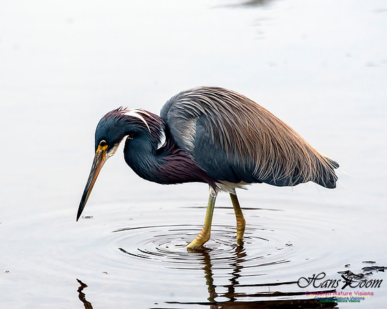 Tricoloured Heron 59