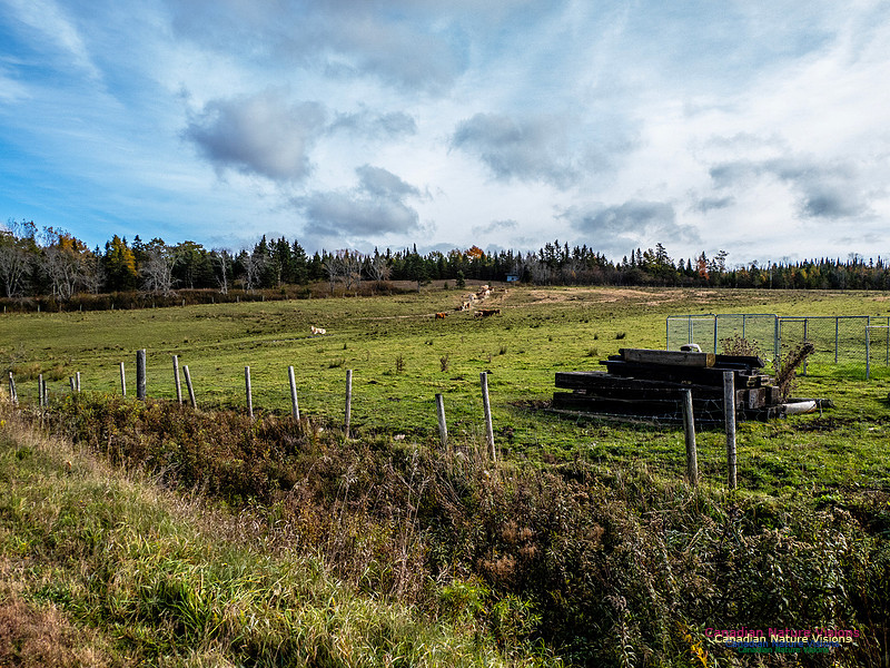 Nova Scotia in Fall 266