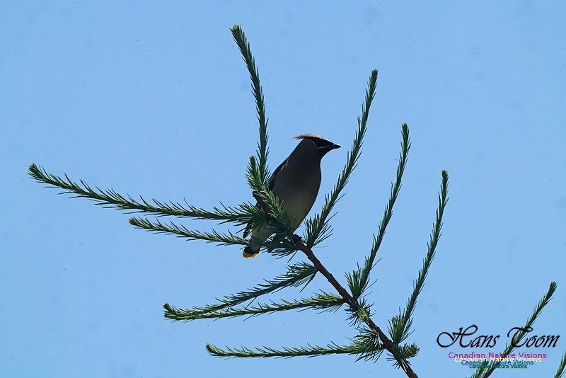 Cear Waxwing 107