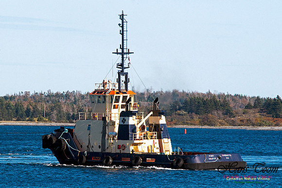 Tug Chebucto