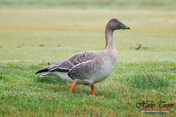 Bean Goose