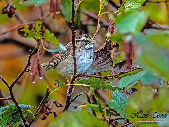 White-throated Sparroww 351
